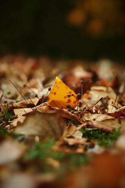 就看拜仁是 就看拜仁是