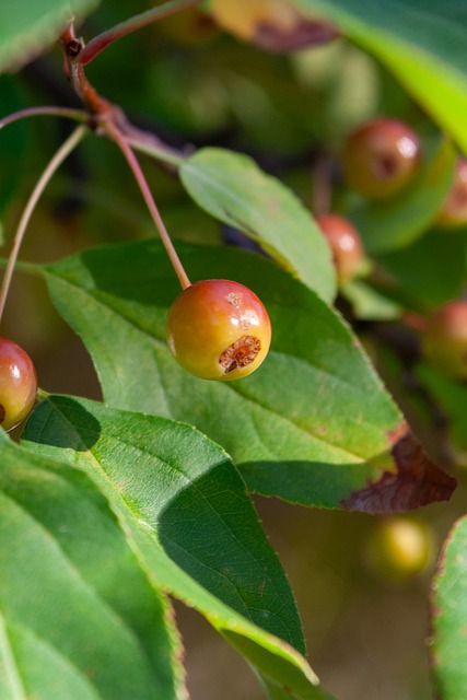 提供了天然 提供了天然